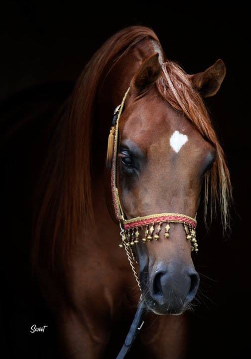 Types Of Arabian Horses